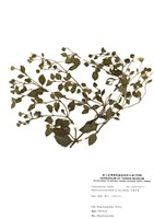 藏品(天蓬草舅)的圖片
